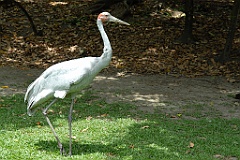0794 Wildlife Habitat Port Douglas